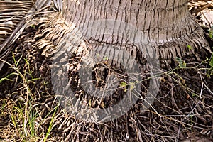 Roots coconut tree