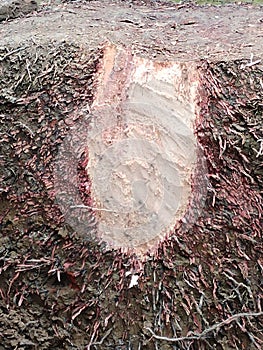 Roots of coconut tree cut halfway .