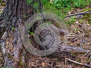 Roots of coniferous tree came to surface. Root system covered with pine needles.