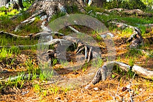 Roots of coniferous tree came to surface. Root system covered soil with pine needles. Forest canopy in cedar grove