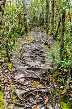 Roots covered path in Bako National Park, Sarawak, Malays