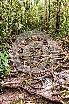 Roots covered path in Bako National Park, Sarawak, Malays