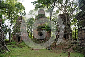 ROOTS COVERING THE Temple IN Koh Ker. Cambodia