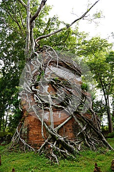 ROOTS COVERING THE Temple IN Koh Ker. Cambodia