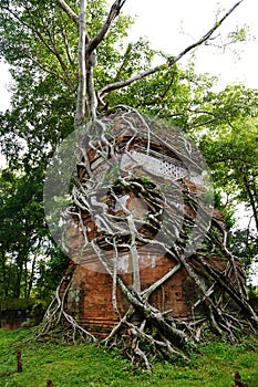 ROOTS COVERING THE Temple IN Koh Ker. Cambodia