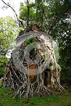 ROOTS COVERING THE Temple IN Koh Ker, Cambodia