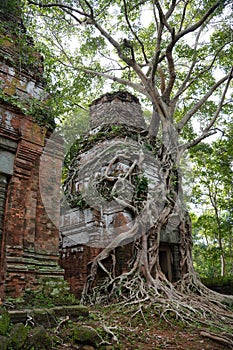 ROOTS COVERING THE Temple IN Koh Ker, Cambodia