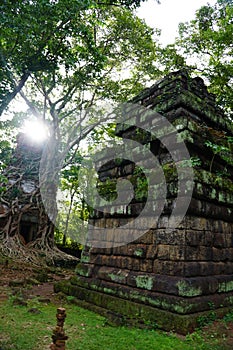 ROOTS COVERING THE Temple IN Koh Ker, Cambodia