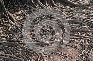 Roots crawling on the floor in search of nutrients