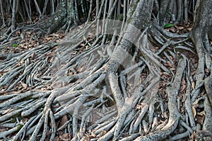 Roots crawling on the floor in search of nutrients