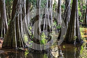 Roots of Cypress trees at Caddo Lake, Texas