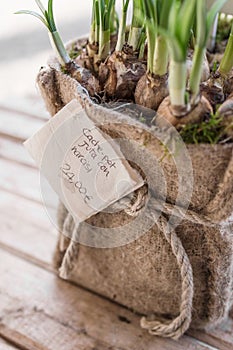Roots of daffodils photo