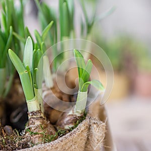 Roots of daffodils photo