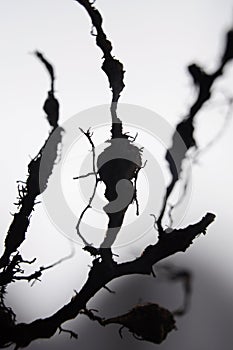 Roots damaged by nematodes