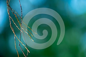 Roots Dancing in Wind