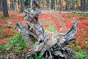 Roots of a Dead Tree in Autumn Taiga Forest