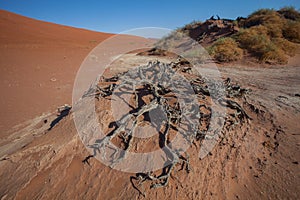 Roots of a dead tree, Sossusvlei, Namibia