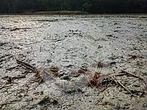 The roots of the dried paddy are lying on the land filled with mud on a winter morning photo