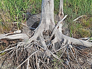 Roots of a dried tree