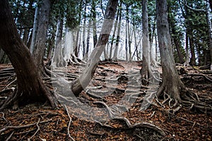 Tree landscape with roots coming out of the ground.