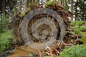 Roots of fallen dead tree