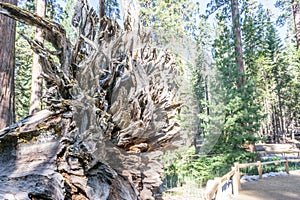 Roots of the Fallen giant at Mariposa grove