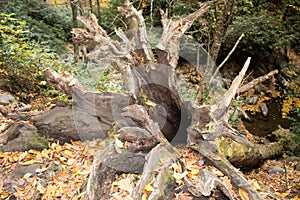 Roots of a fallen old tree