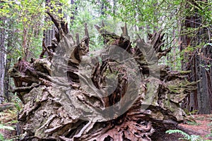 Roots of Fallen Redwood Tree