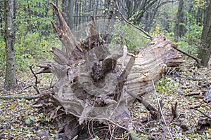 The roots of the fallen to the ground of an old tree in the forest
