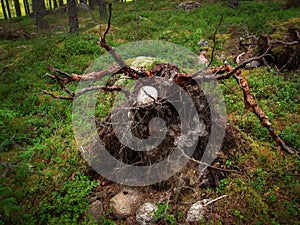 The roots of a fallen tree