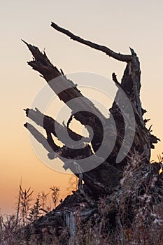 Roots of the fallen tree