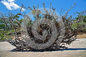 Roots of a fallen tree on a beach