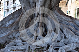 Roots of a Ficus macrophylla at the beach promenade in Reggio Calabria photo