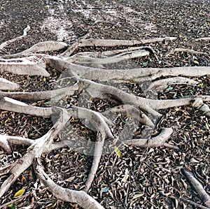 The roots of the ficus that stretch on the ground
