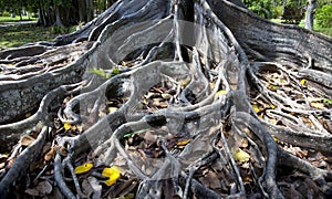 Roots of a Fig Tree