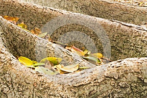 Roots of fig tree with leaves