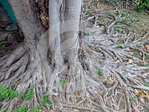 The roots of a fig tree at a Thai temple