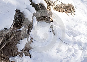 The roots of the fir in the snow