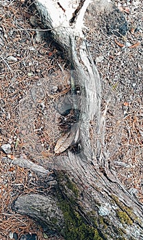 Roots of fir tree, Lombok 16 Oktober 2023