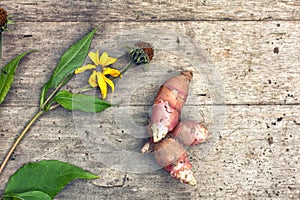 Roots, flower and leaves of fresh organic topinambur or jerusalem artichoke Helianthus tuberosus on wooden background. Diabetic fr