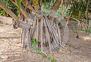 Roots of Gandjandjal tree in Kings Park and Botanical Gardens, Perth