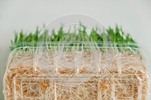 Roots of germinated grass in a transparent plastic container on a white background, Copy, empty space for text