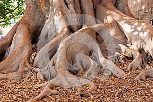Roots of the giant ficus tree Ficus macrophylla in the garden of Misericordia, Palma photo
