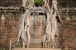 Roots of a giant Spung tree covered on Ta Prohm temple an iconic tourist attraction place in Siem Reap, Cambodia.