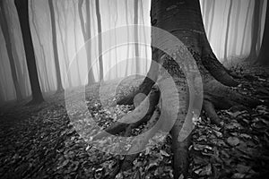 Roots of giant tree in a forest with fog