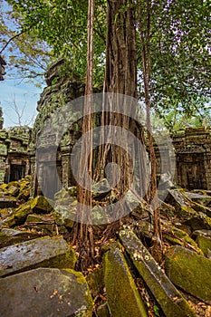 Roots of a giant tree growing over the ancient ruins of Ta Prohm temple in Angkor Wat Complex