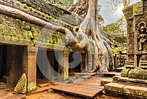 Roots of a giant tree growing over the ancient ruins of Ta Prohm temple in Angkor Wat, Siem Reap, Cambodia
