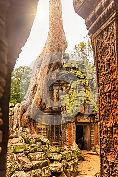 Roots of a giant tree growing over the ancient ruins of Ta Prohm temple in Angkor Wat, Siem Reap, Cambodia