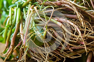 Roots of green leaves of Chinese spinach also known as Amaranthus dubius. Known Arai keerai in tamil language