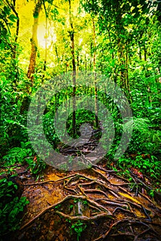 Roots and green plants in Basse Terre jungle